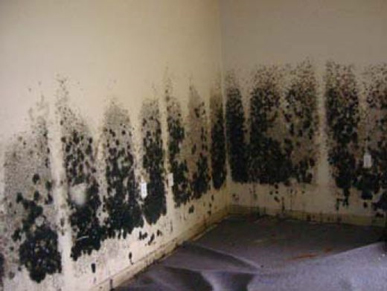 Mold and Mildew Removal Perth Amboy,  NJ